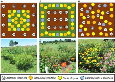 Configuration and Location of Small Urban Gardens Affect Colonization by Monarch Butterflies